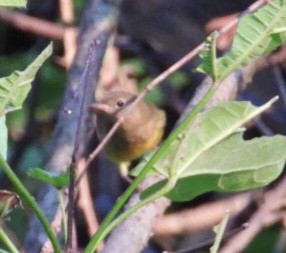 Connecticut Warbler - ML608543157