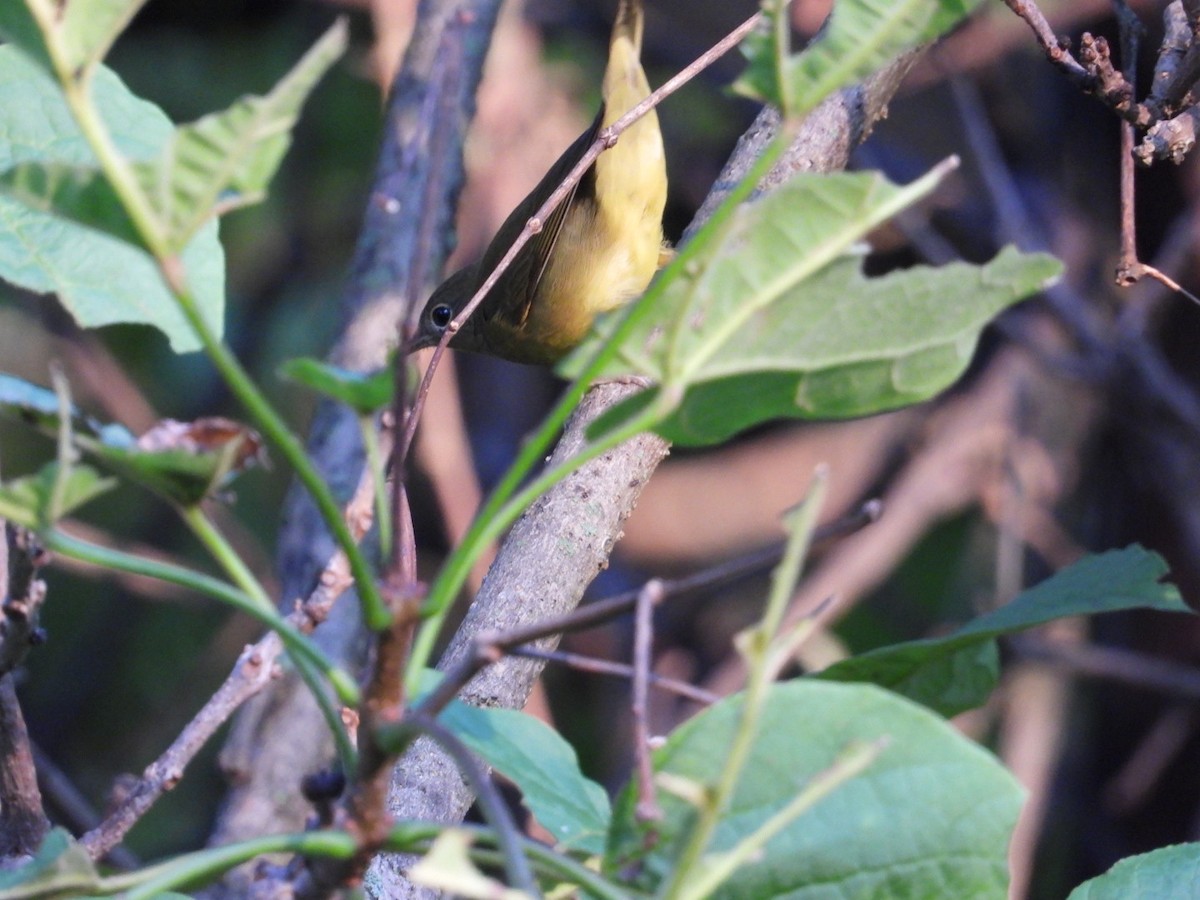 Connecticut Warbler - ML608543158