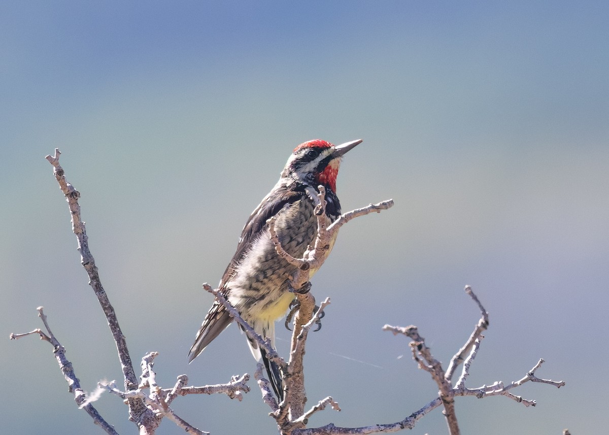 Red-naped Sapsucker - ML608543162