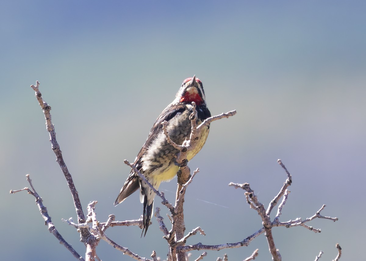 Red-naped Sapsucker - ML608543163