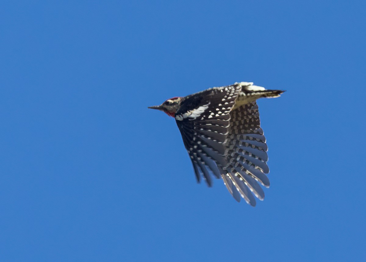 Red-naped Sapsucker - ML608543175