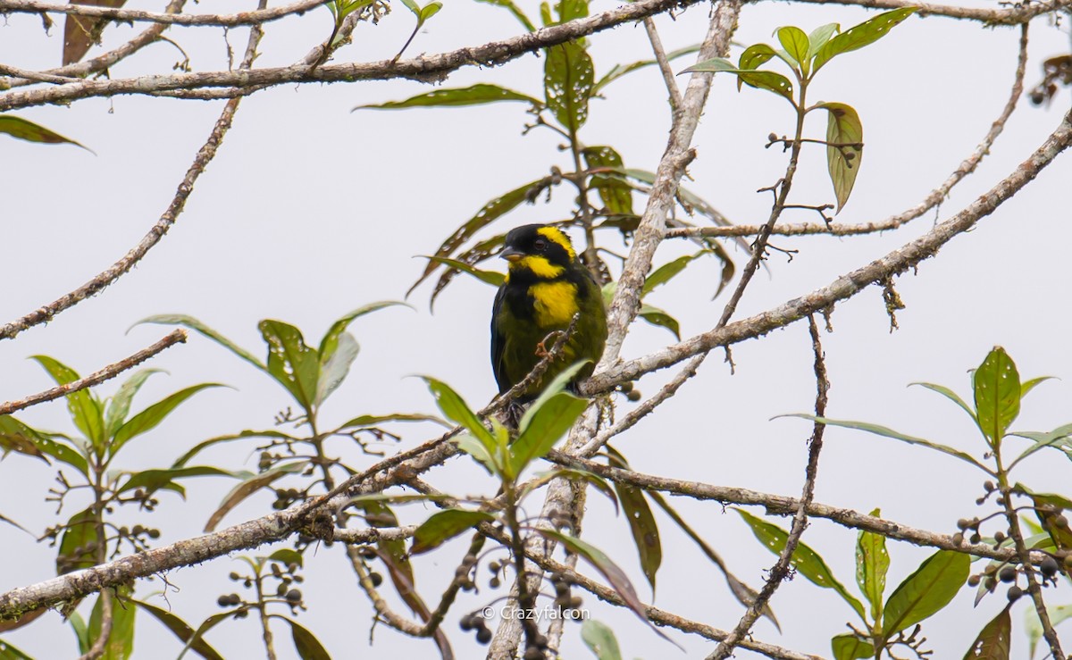 Gold-ringed Tanager - ML608543293