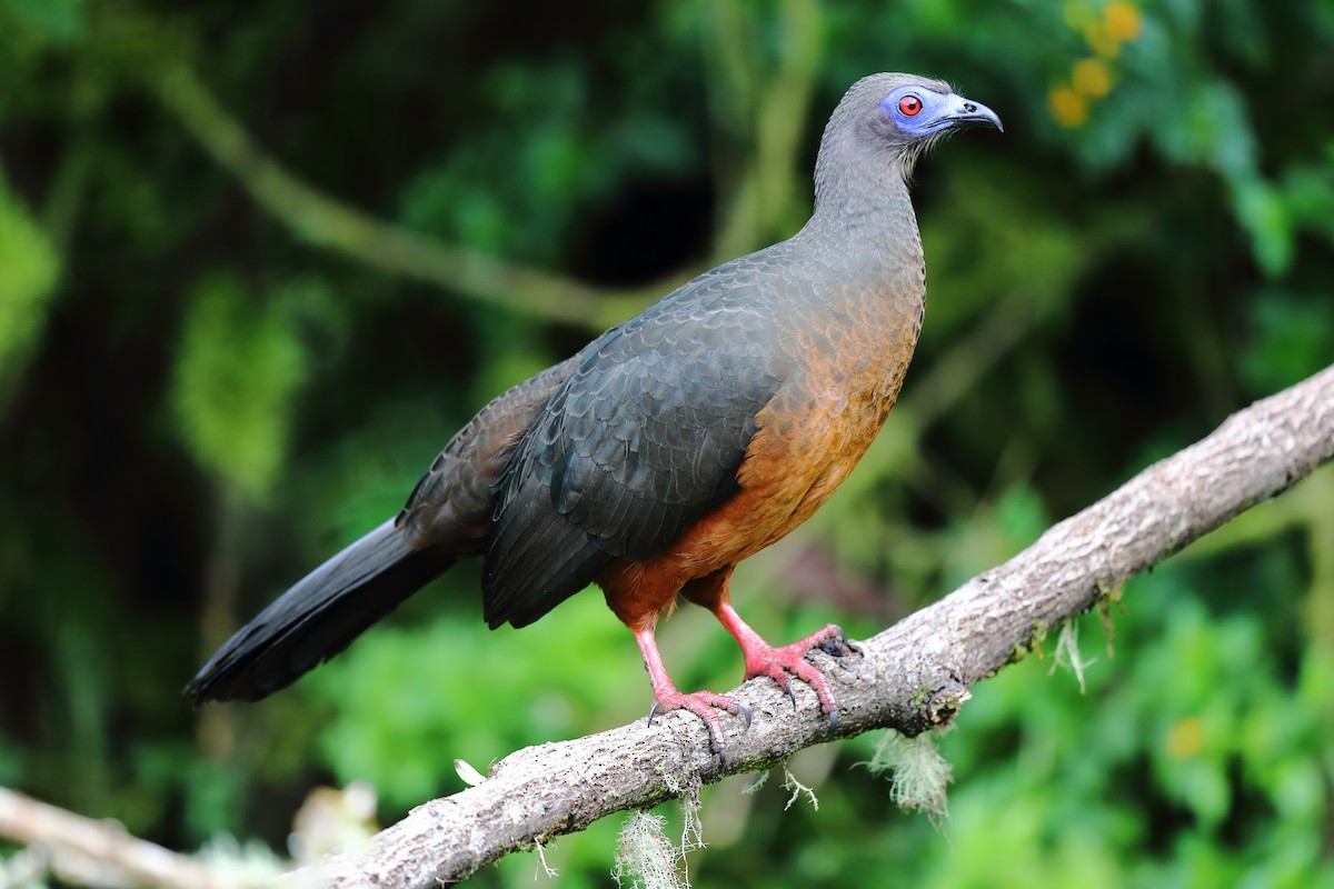 Sickle-winged Guan - ML608543308