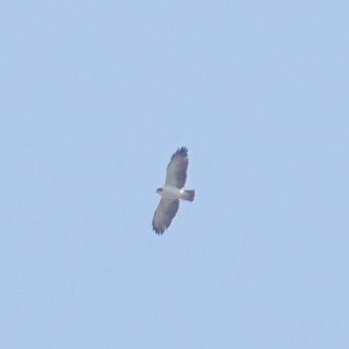 Short-tailed Hawk - ML608543389