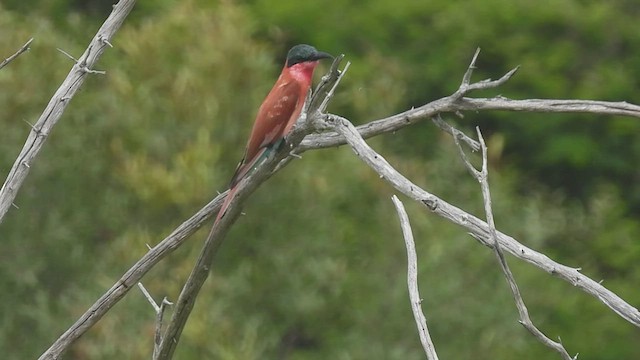 Southern Carmine Bee-eater - ML608543520