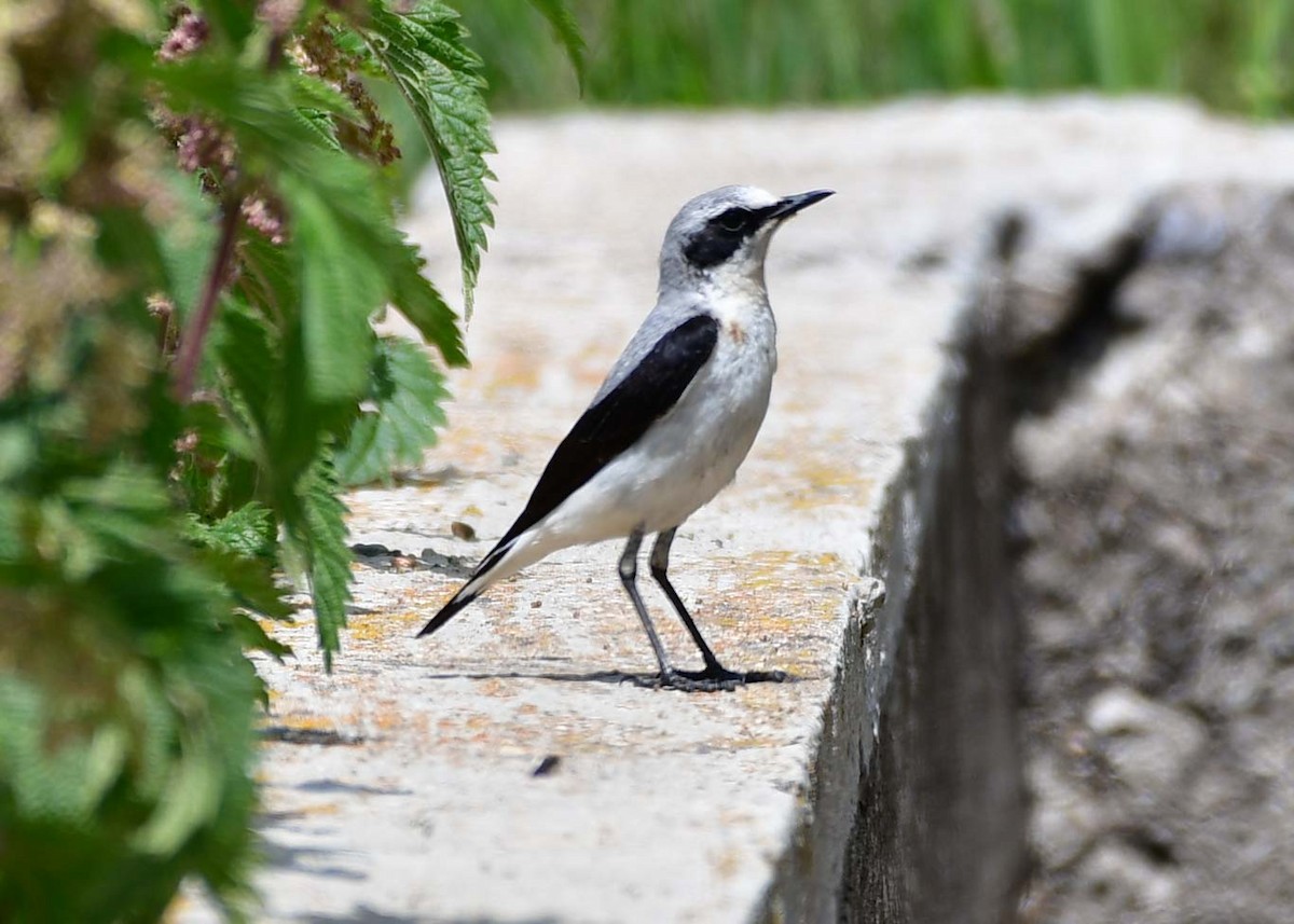 Northern Wheatear - ML608543558