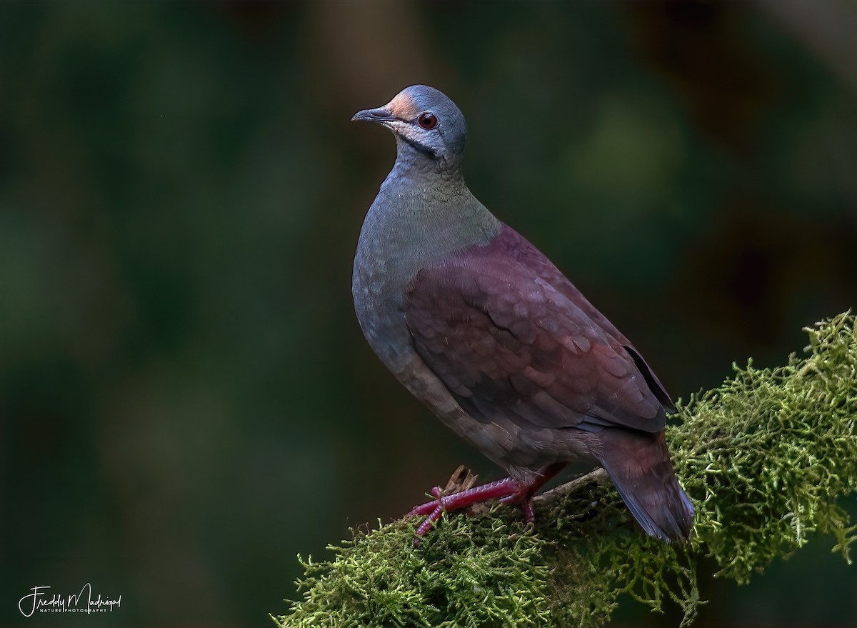 Buff-fronted Quail-Dove - ML608543642