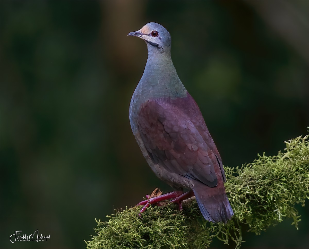 Buff-fronted Quail-Dove - ML608543644