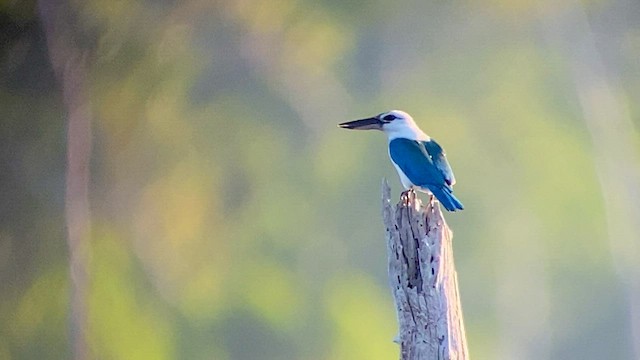 Beach Kingfisher - ML608543657