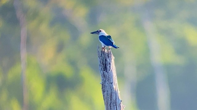 Beach Kingfisher - ML608543658