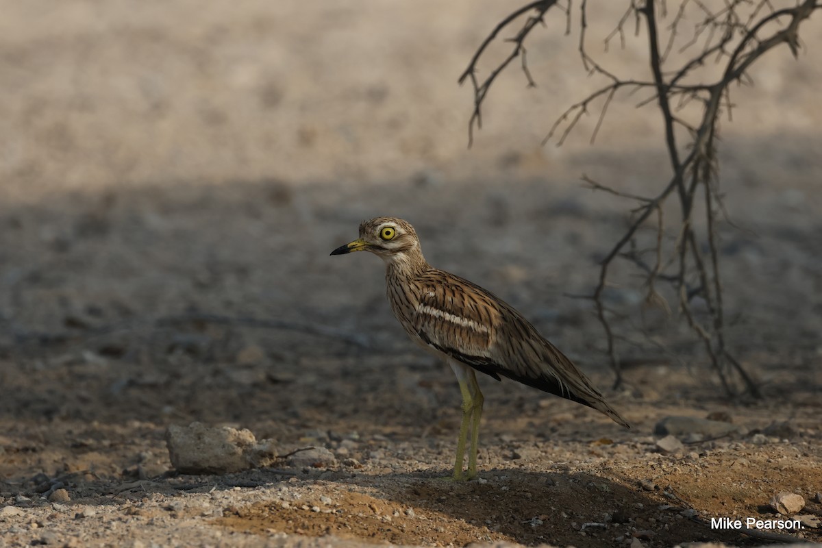 Eurasian Thick-knee - Mike Pearson