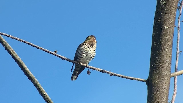 Rufous-throated Bronze-Cuckoo - ML608543707