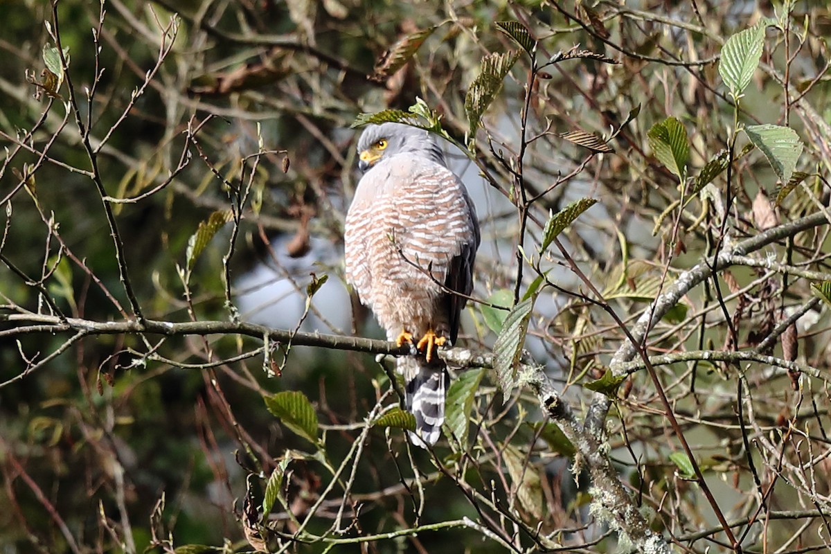 Buse à gros bec - ML608543782