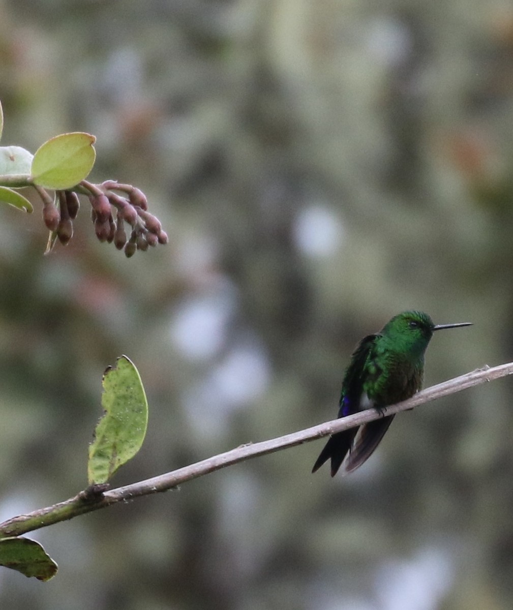 Coppery-bellied Puffleg - Don Coons