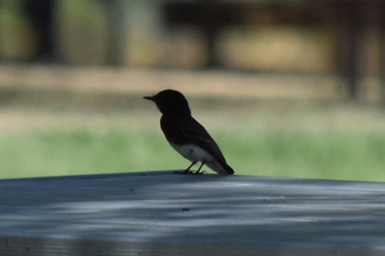 Black Phoebe - William Harmon