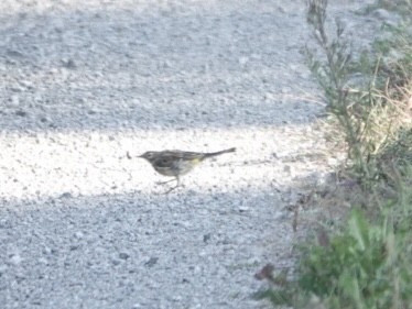 American Pipit - ML608543971