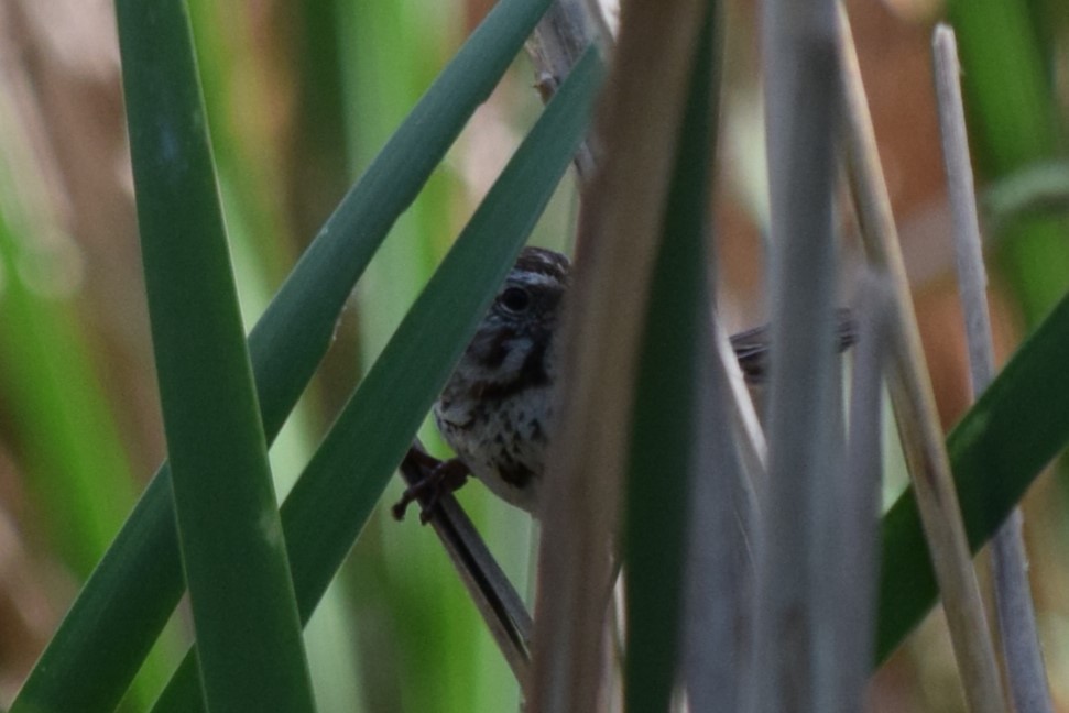 Song Sparrow - William Harmon