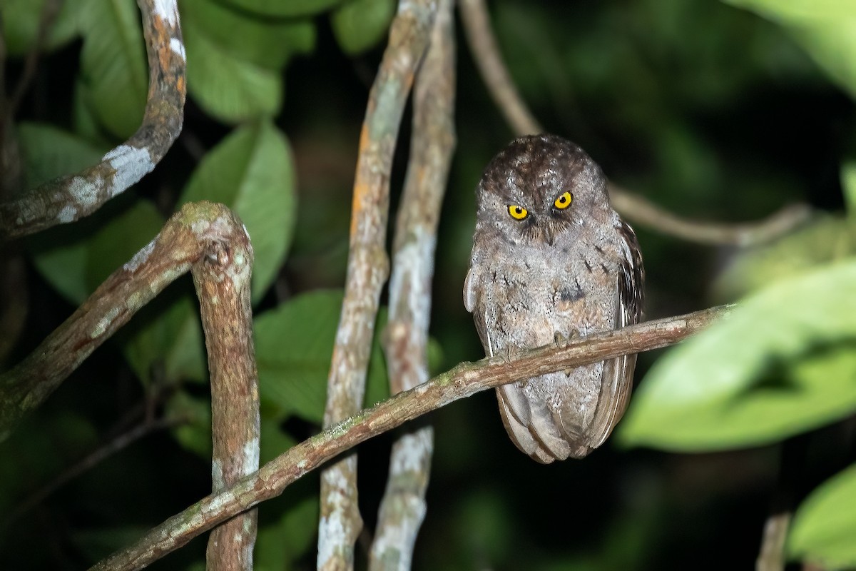 Principe Scops-Owl - Daniel Danckwerts (Rockjumper Birding Tours)