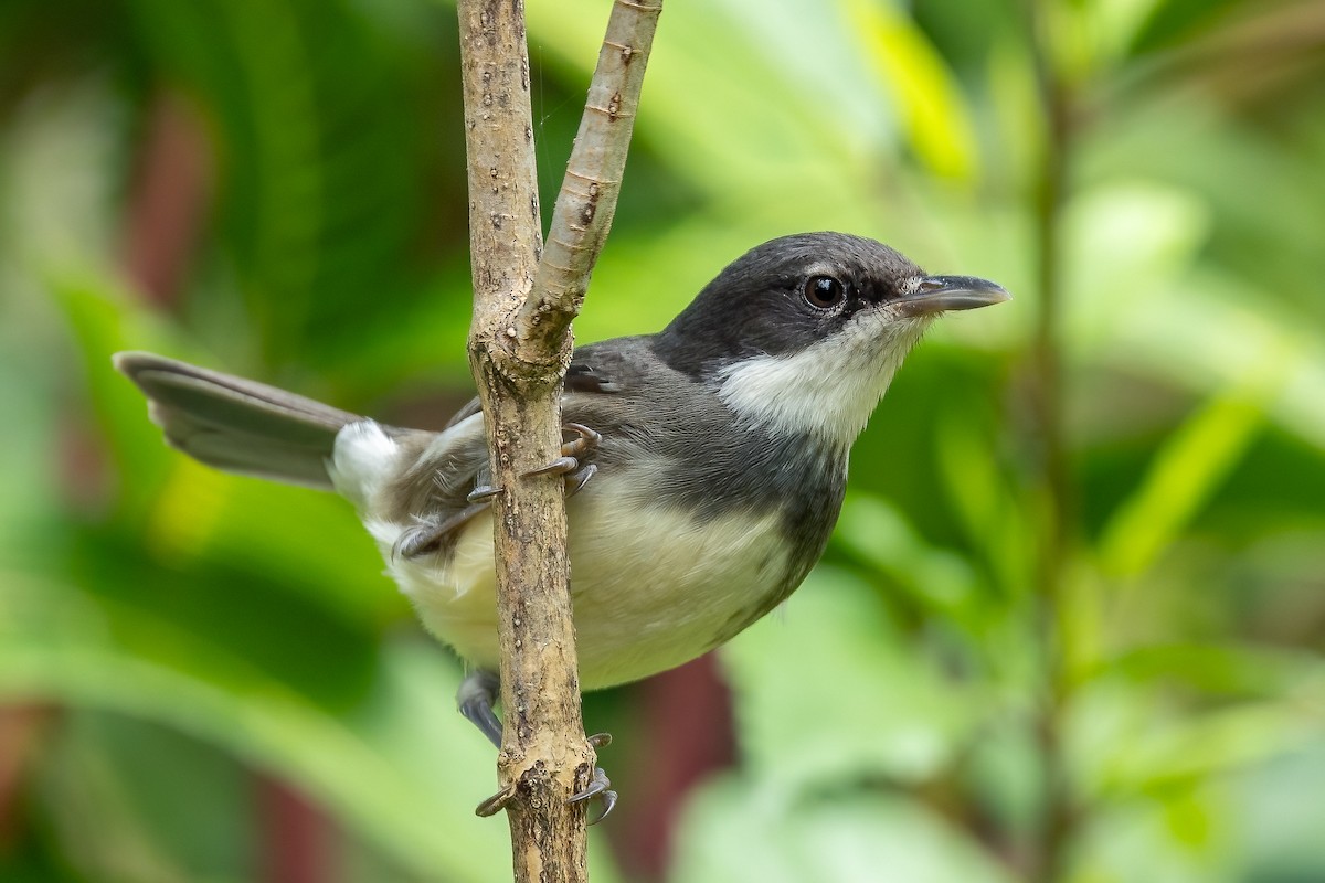 Dohrn's Thrush-Babbler - ML608544176