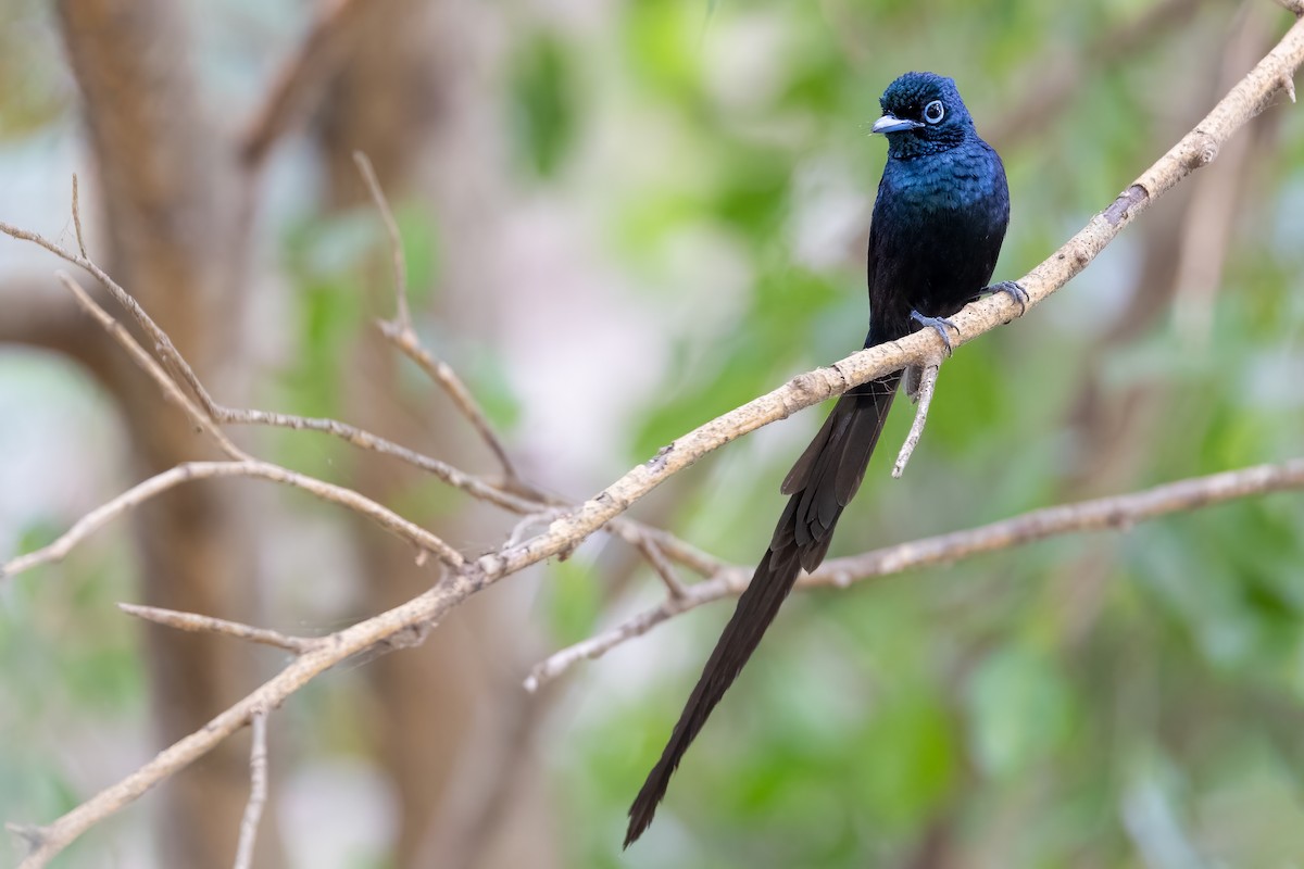 Sao Tome Paradise-Flycatcher - ML608544207