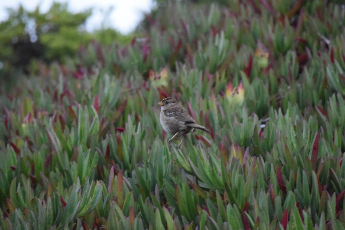 White-crowned Sparrow (nuttalli) - William Harmon