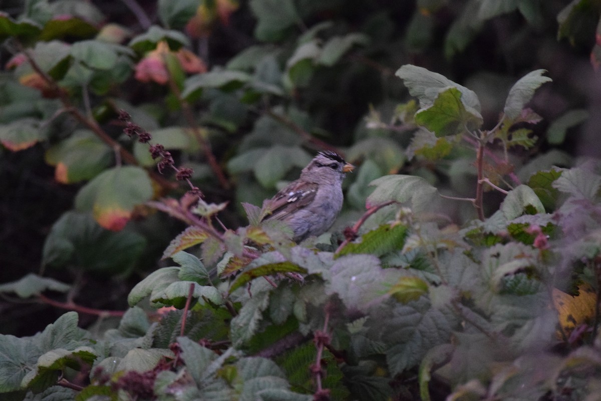 White-crowned Sparrow (nuttalli) - ML608544212