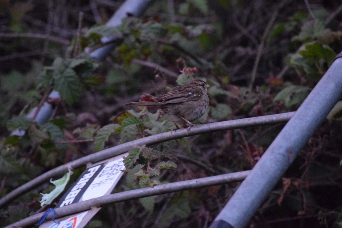 White-crowned Sparrow (nuttalli) - ML608544215