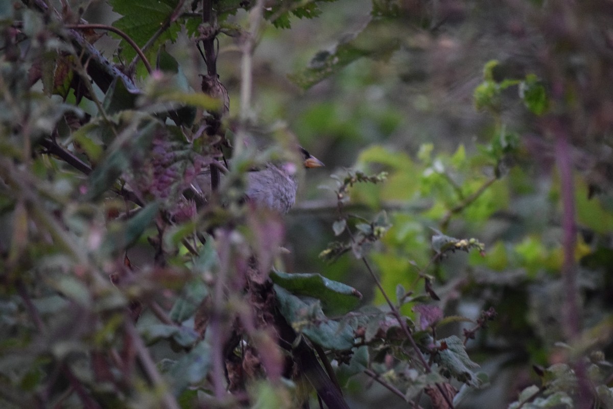 White-crowned Sparrow (nuttalli) - ML608544216