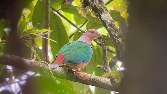 Purple-tailed Imperial-Pigeon - ML608544232