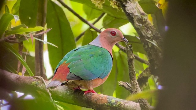 Purple-tailed Imperial-Pigeon - ML608544233