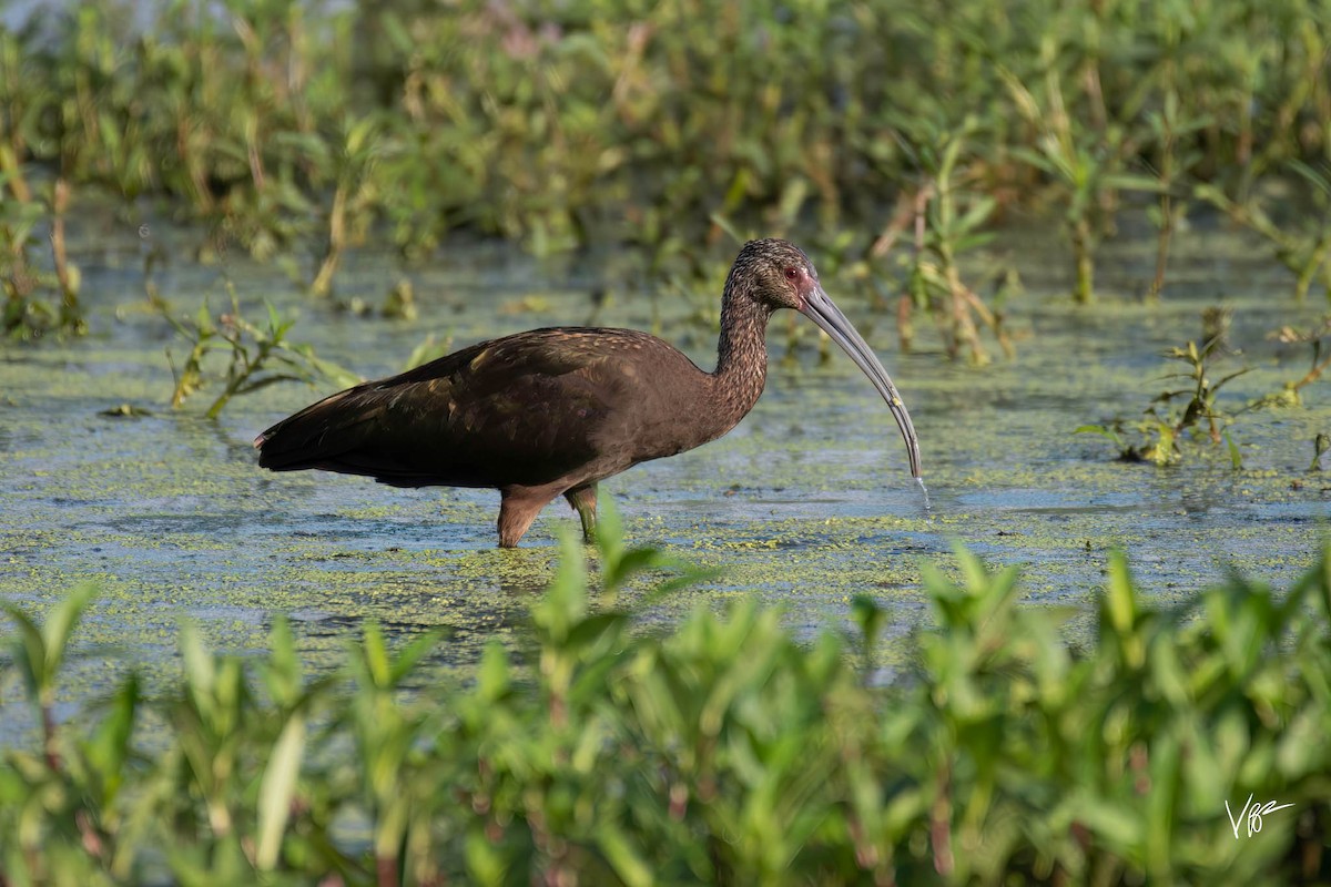 White-faced Ibis - Vincent Fouchi