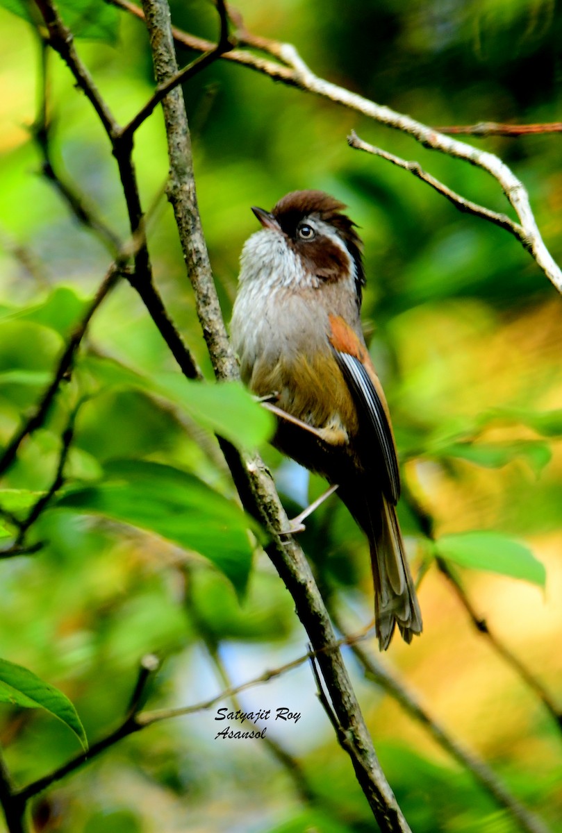 White-browed Fulvetta - Satyajit Roy