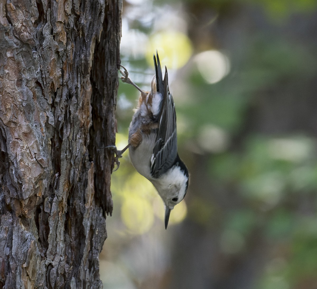 White-breasted Nuthatch - ML608544278