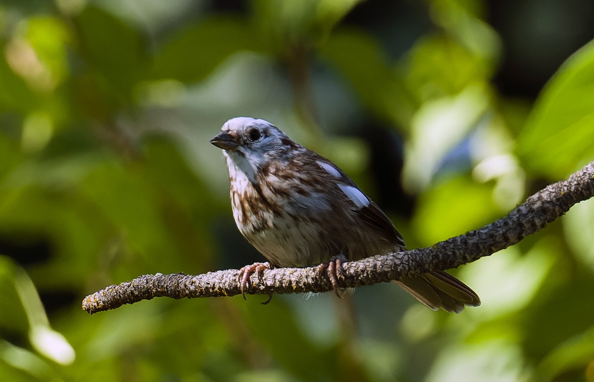 Song Sparrow - ML608544287