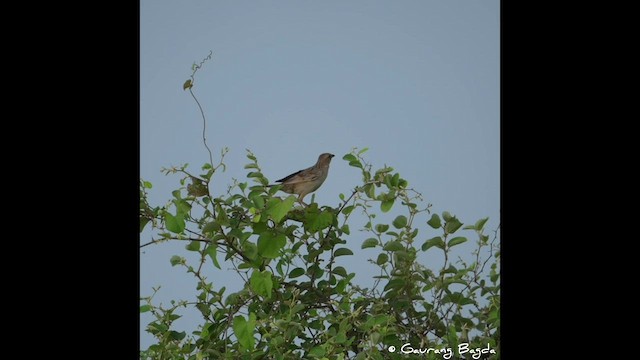 Bristled Grassbird - ML608544412