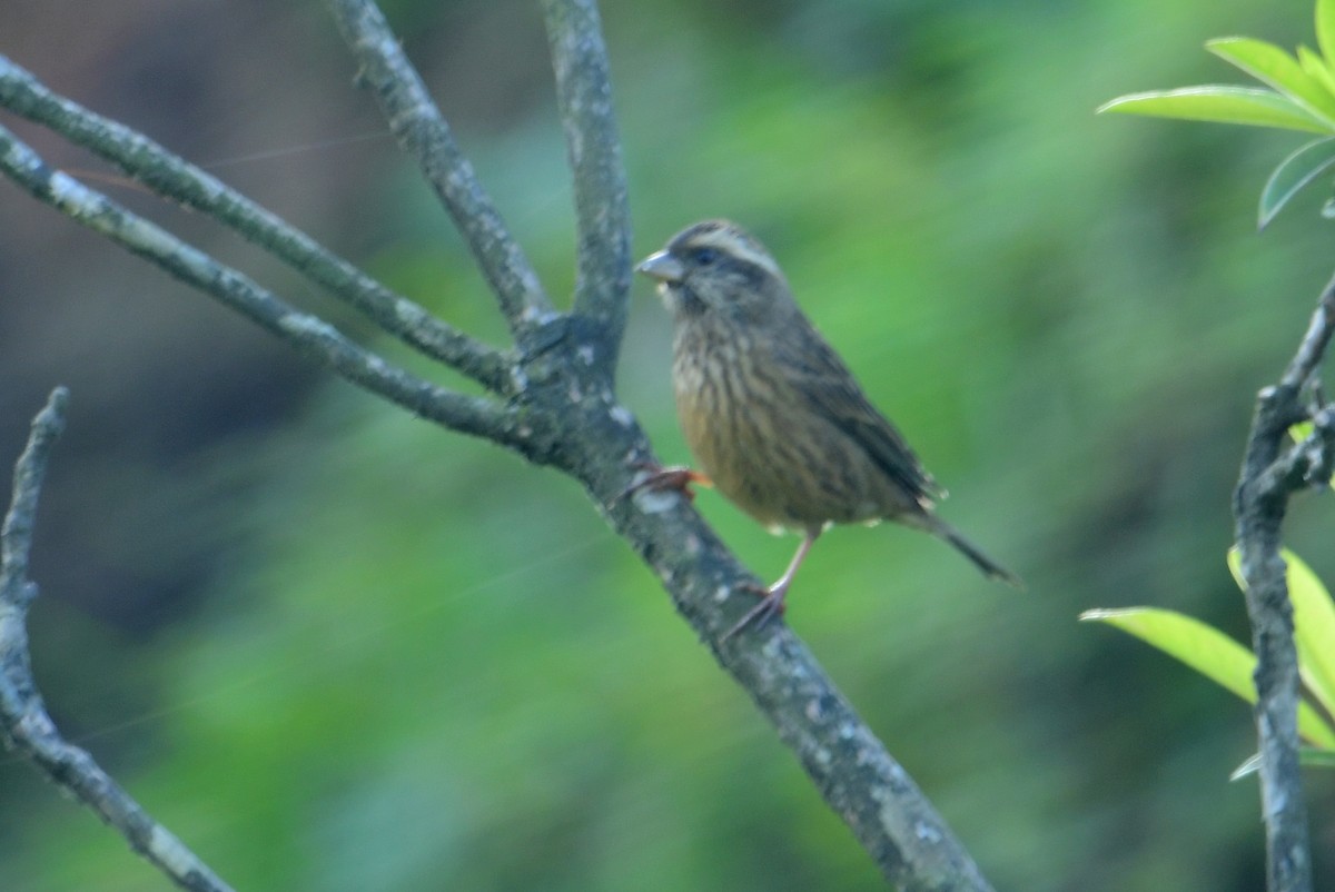 Pink-browed Rosefinch - ML608544495