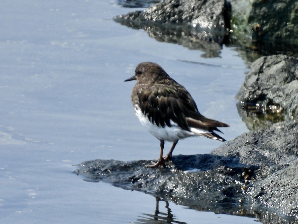 Black Turnstone - ML608544527