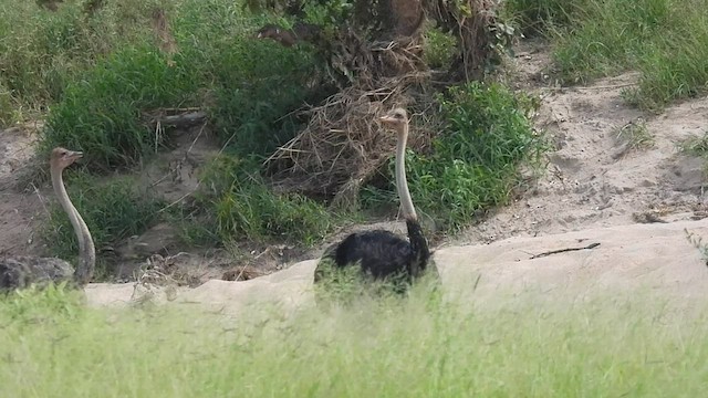 Common Ostrich - ML608544534