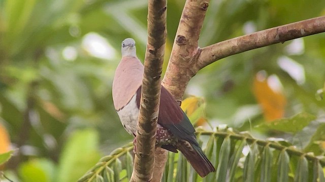 Zoe's Imperial-Pigeon - ML608544566