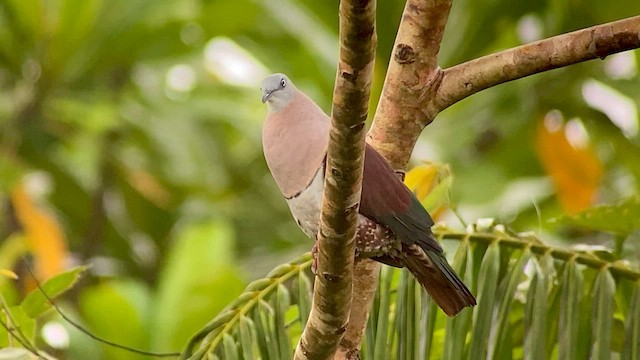 Zoe's Imperial-Pigeon - ML608544567