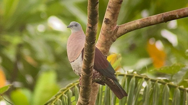 Zoe's Imperial-Pigeon - ML608544568