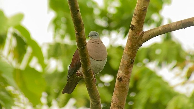 Zoe's Imperial-Pigeon - ML608544581