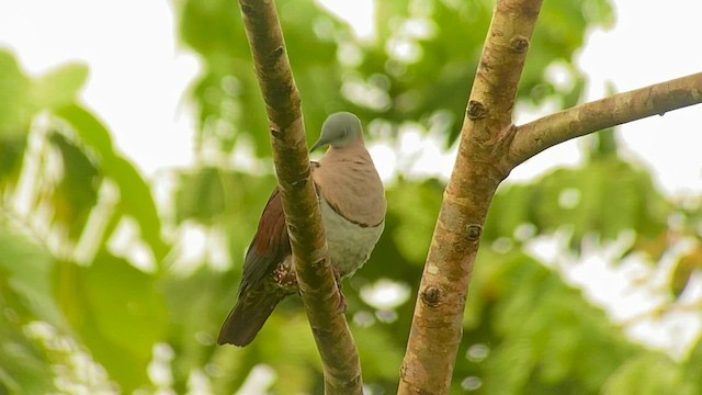 Zoe's Imperial-Pigeon - ML608544582