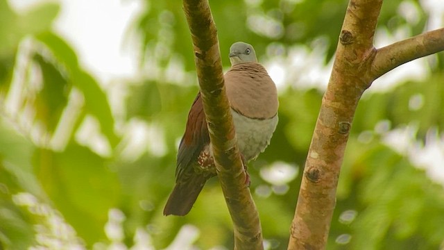 Zoe's Imperial-Pigeon - ML608544583