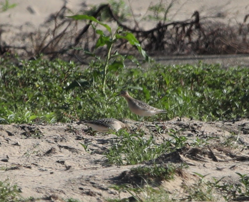 Buff-breasted Sandpiper - ML608544610