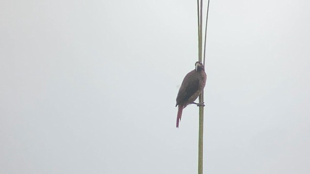 Pale-billed Sicklebill - ML608544637