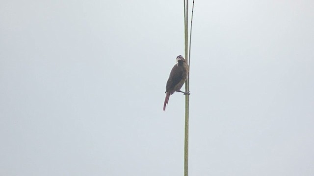 Pale-billed Sicklebill - ML608544643