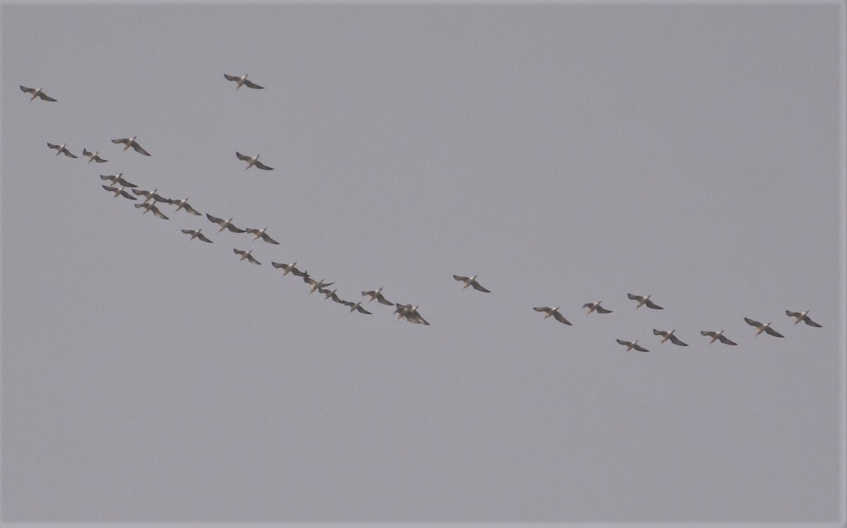 Black-tailed Godwit - ML608544662