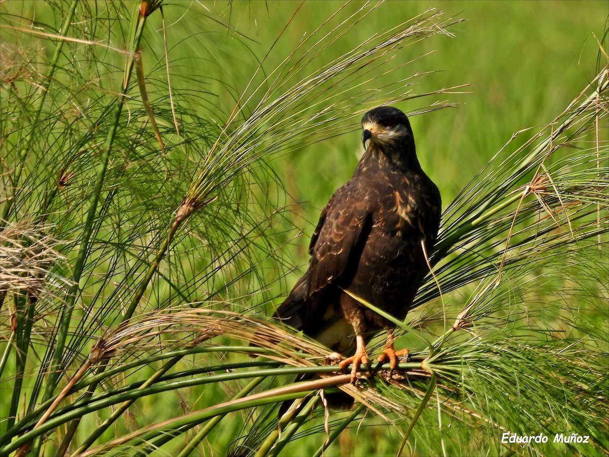 Schneckenbussard - ML608544678