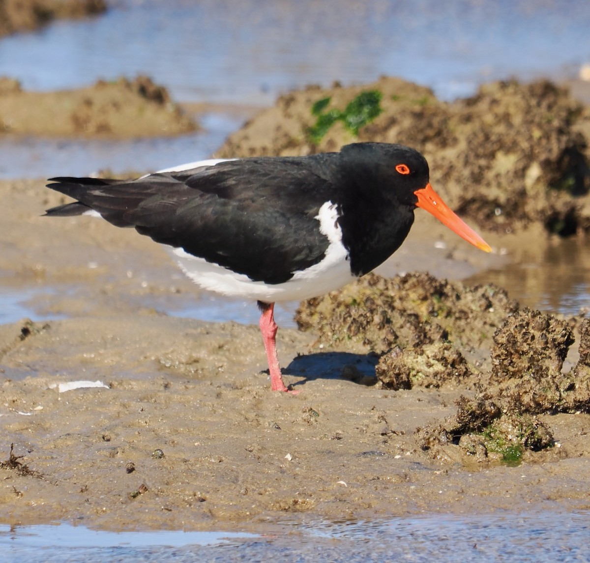 Pied Oystercatcher - ML608544685